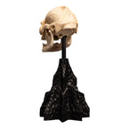 Product image The Lord of the Rings - Skull of Lurtz Mini Statue